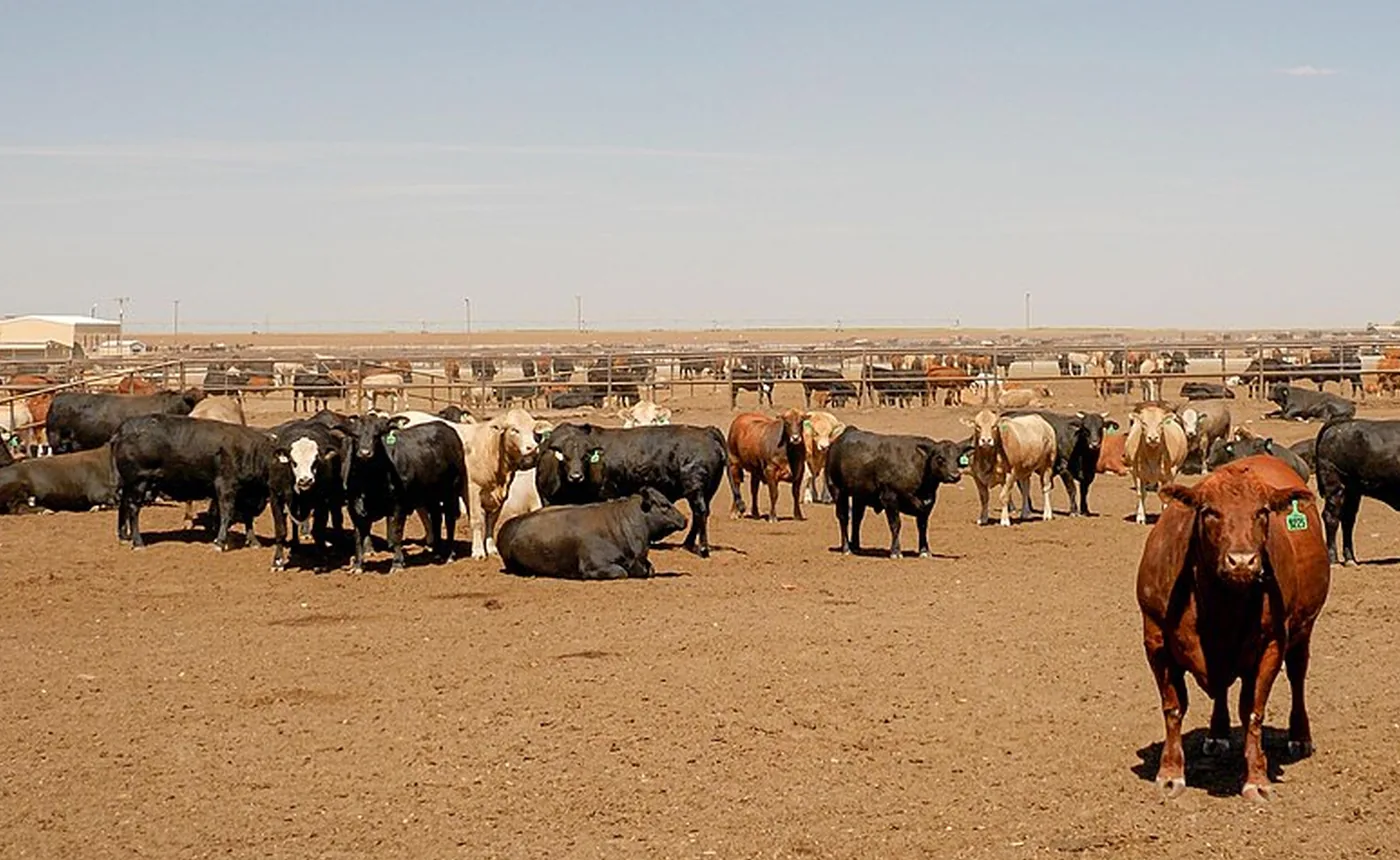 Cattle standing in a pen at Canyon, Texas