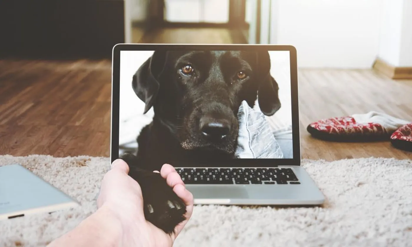 A laptop on a rug showing a video call while a hand holds a phone