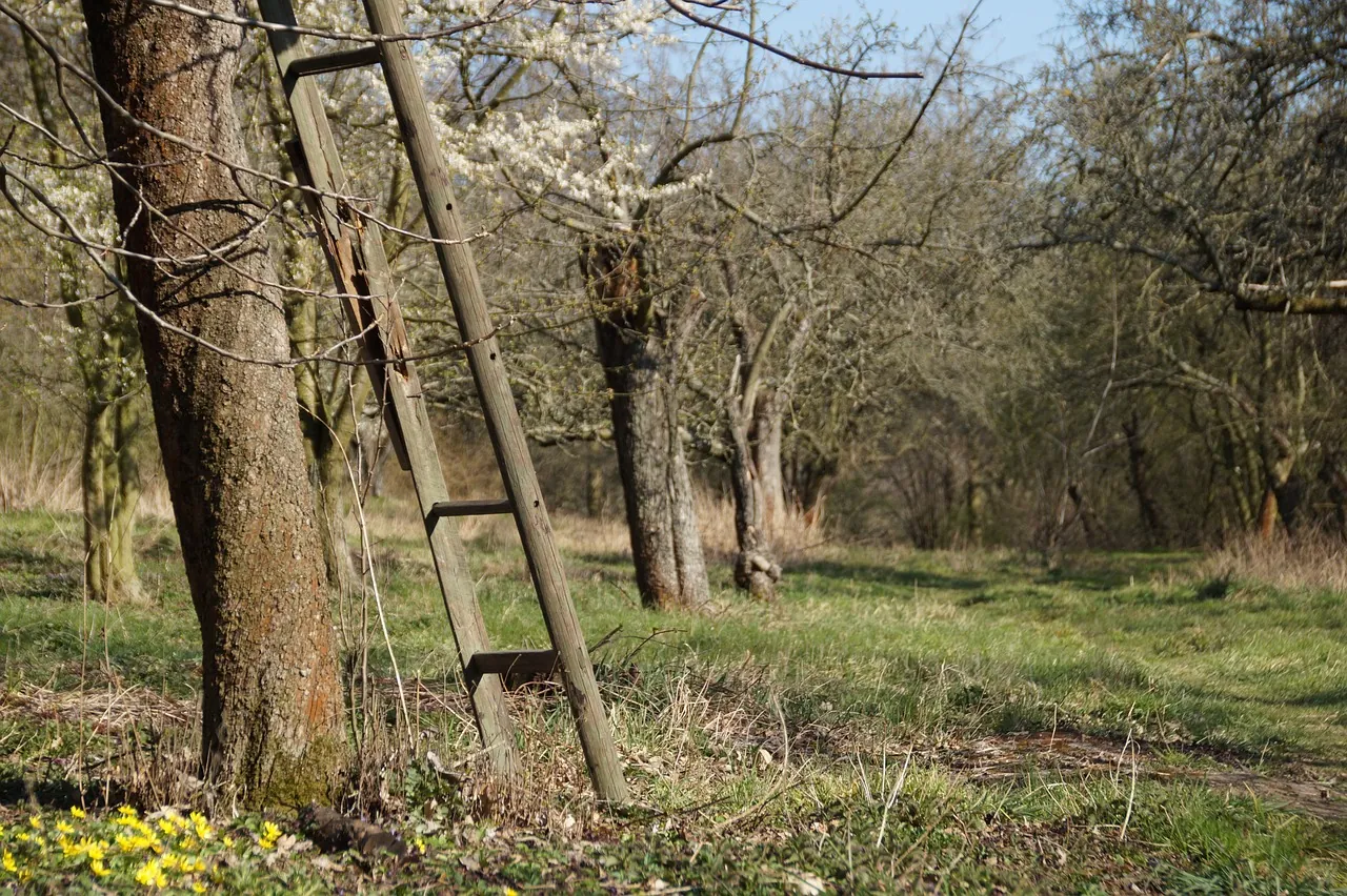 A wooden ladder against a tree
