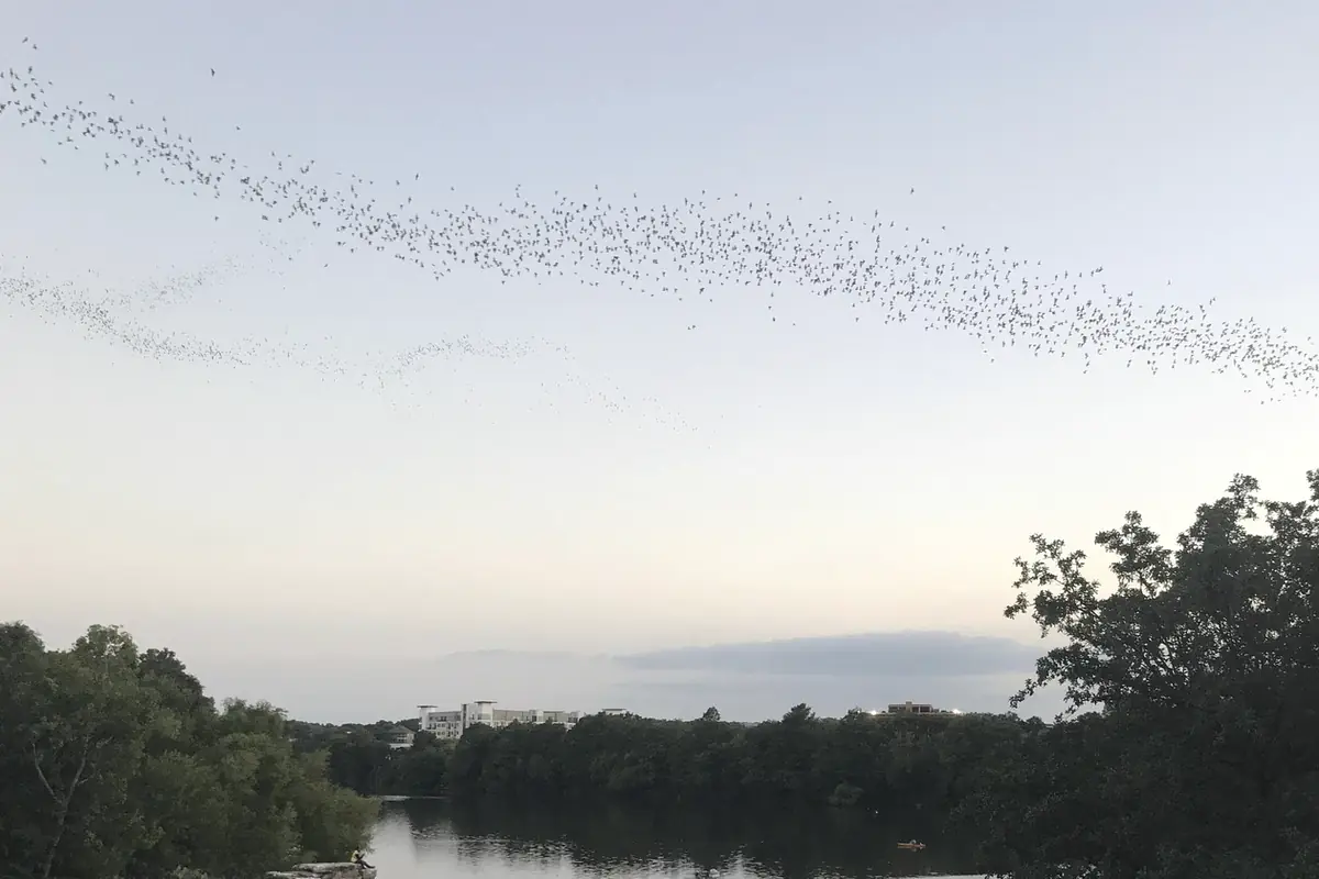 A ribbon of bats over the river in Austin at dusk
