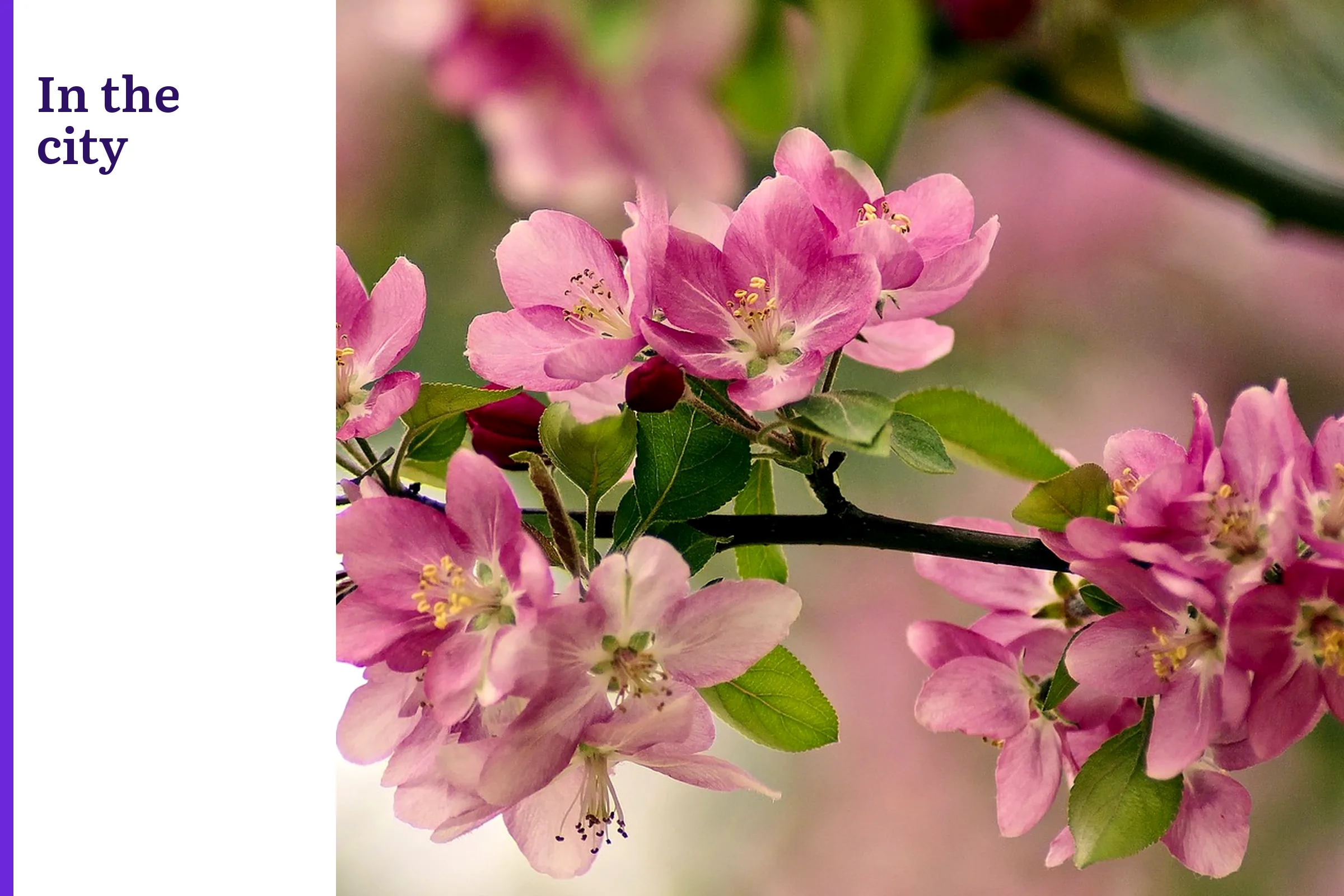 Pink blossoms at Fair Park, with the words In the city