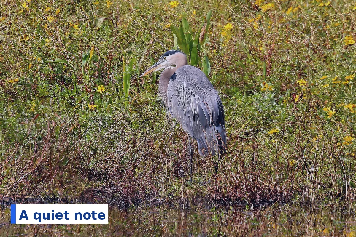 A great blue heron at Huntsville State Park