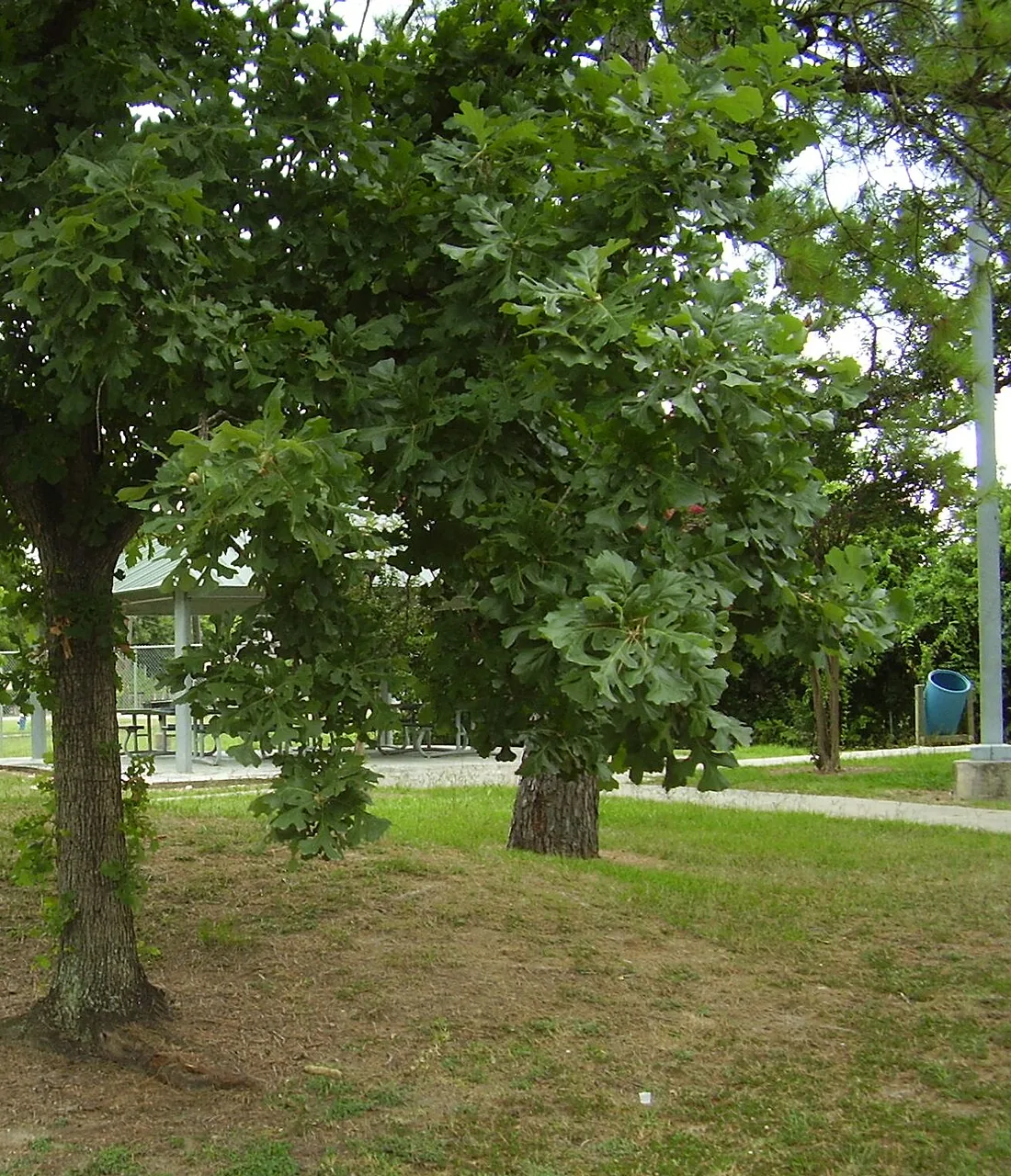 Oak canopy and a park pavilion