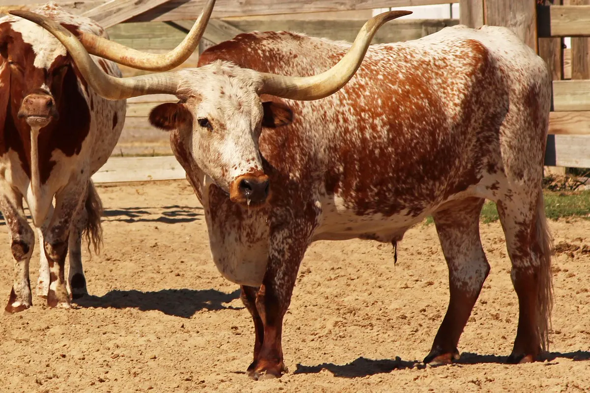 Two Texas longhorns standing in a sandy pen by a wood fence, with no sign.