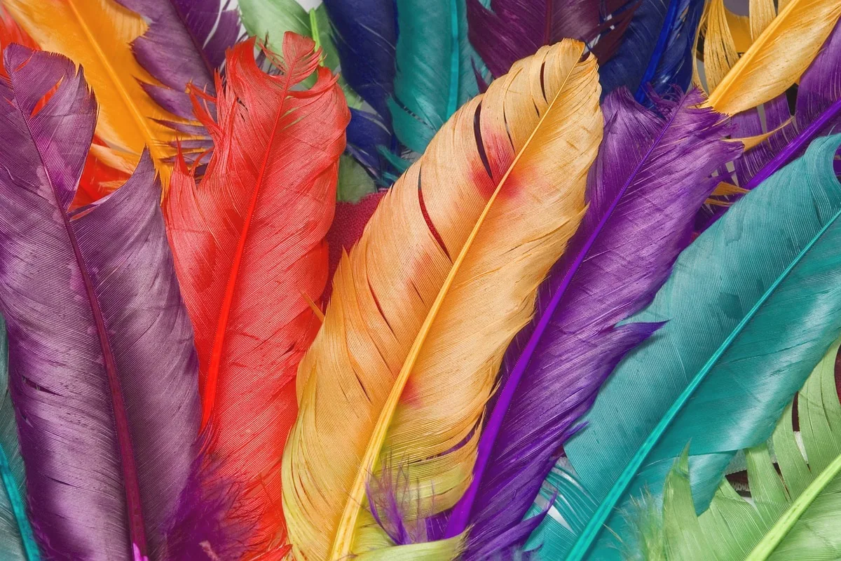 A fan of colored feathers, with no words in the frame.