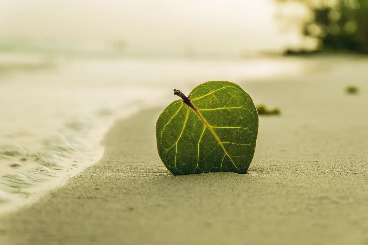 A single green leaf filling the frame, with no sign and no skyline.