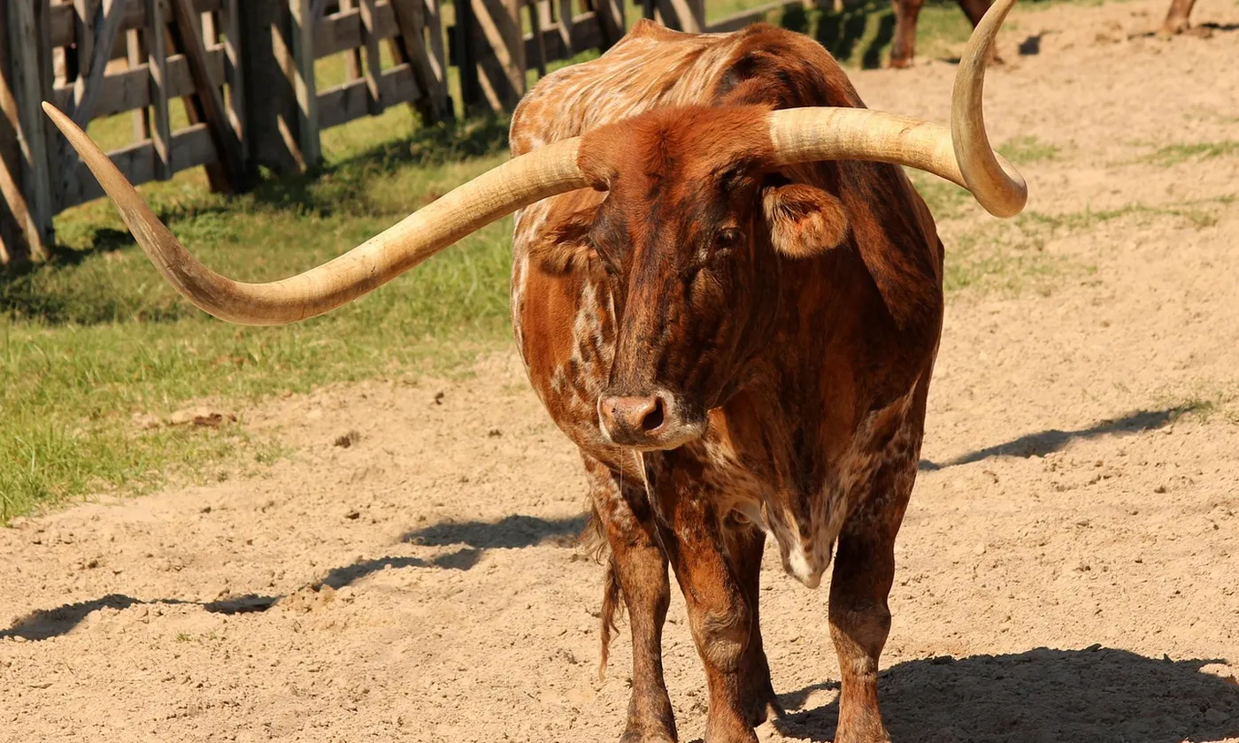 A Texas longhorn standing in a ranch pen.