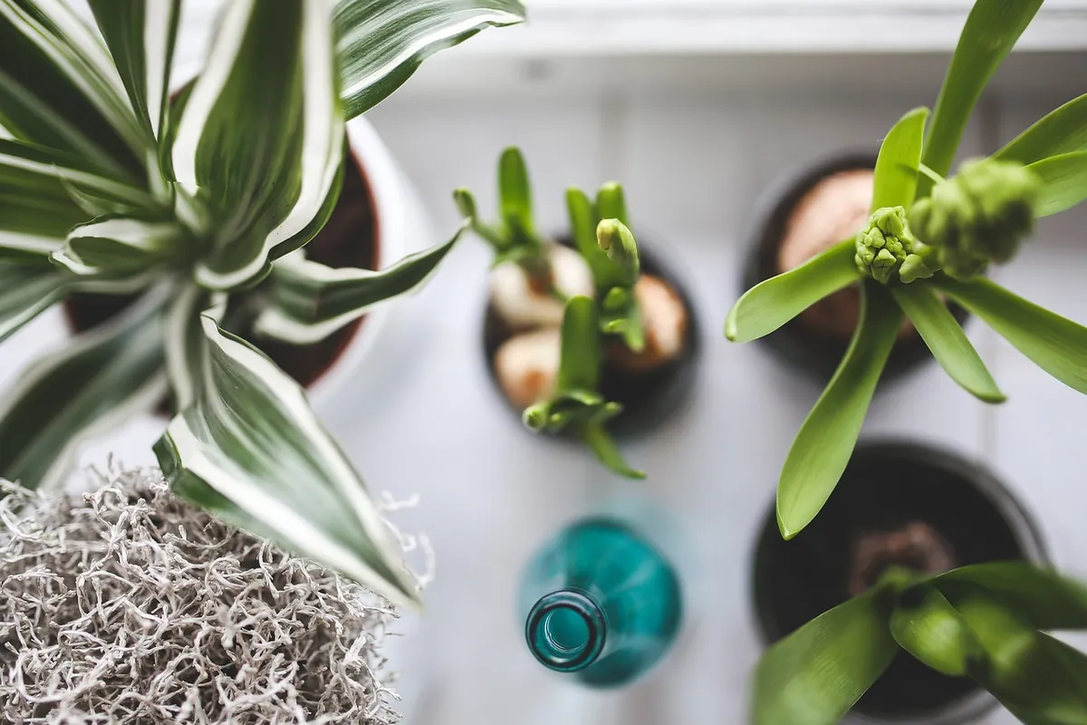 Small plants in pots on a shelf