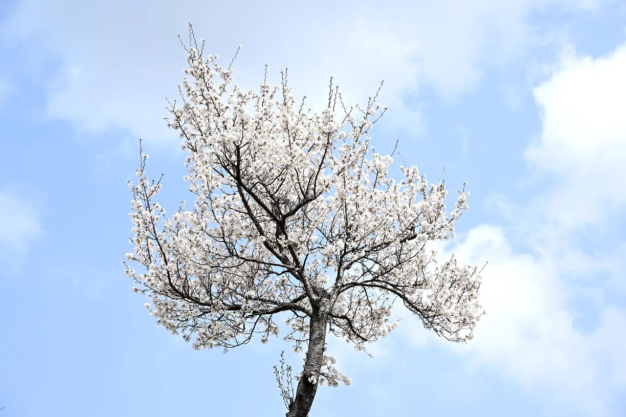 A tree in white bloom against a blue sky