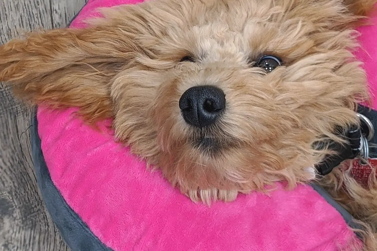 A small dog resting on a bright pink bed