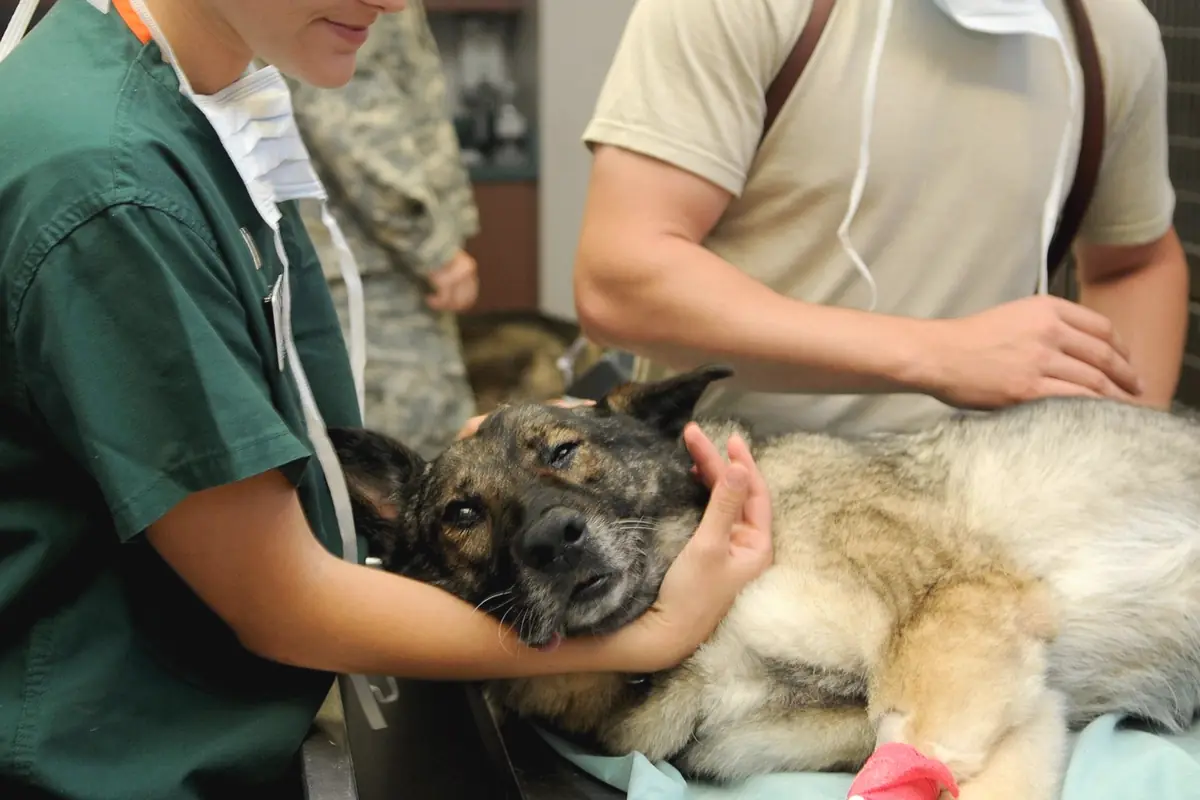 A dog on a clinic exam table between appointments