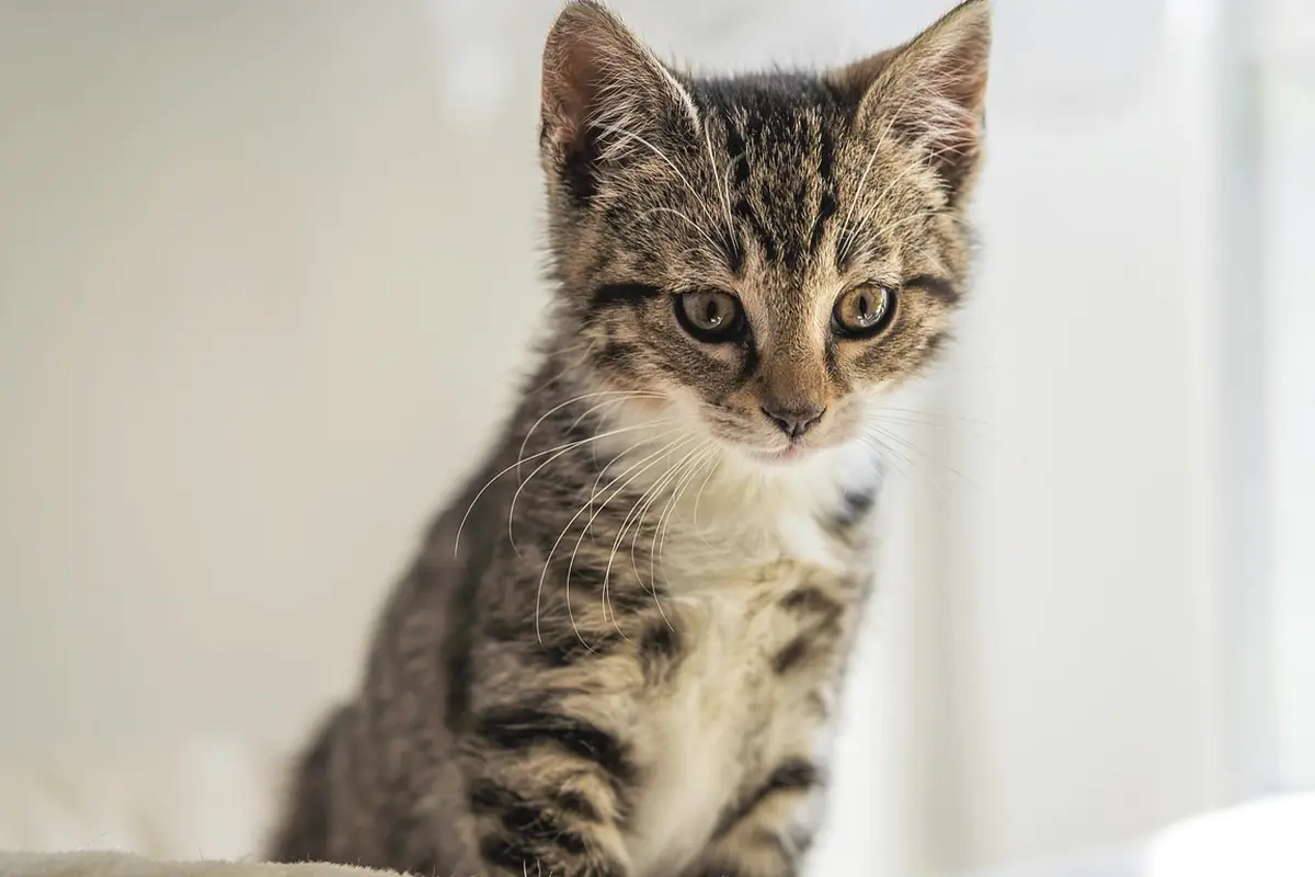 A kitten seen up close, a patient in general and not a portrait of us